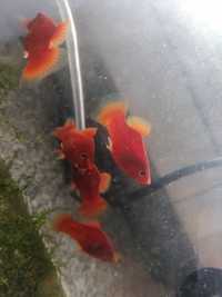 Peixes Platys laranja machos e fêmeas