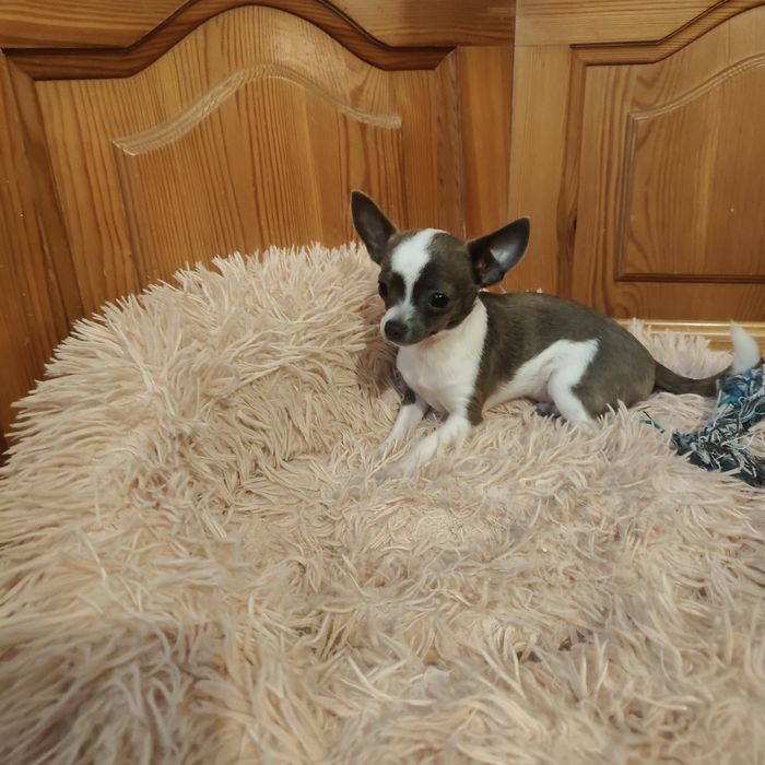 Malutki piesek chihuahua 1.1 kg