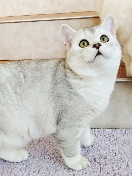 Милый зеленоглазый мальчик.