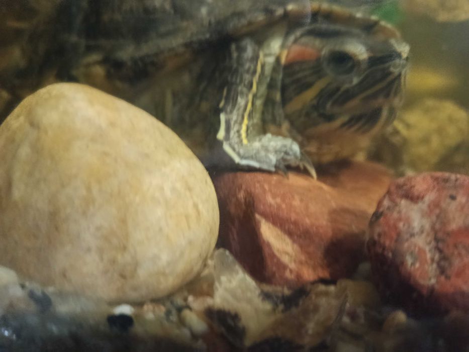 żółw wodno-lądowy