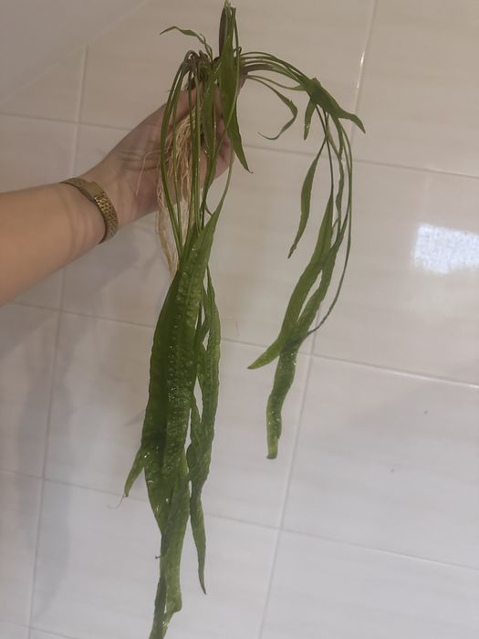 8 szt roślinek  50 zł