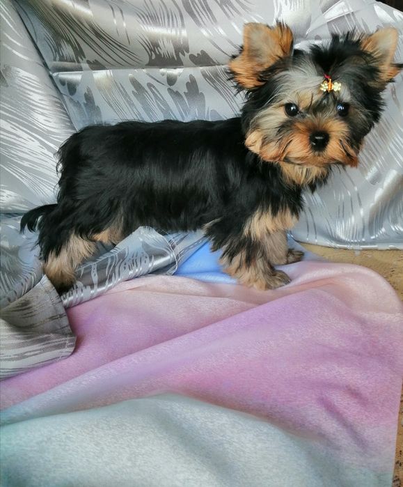 Стрижка собак малих порід послуги грумера виїзд на дом м.Васильків