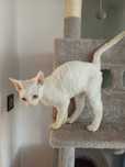 "Bambi" Uroczy Kocurek Devon Rex