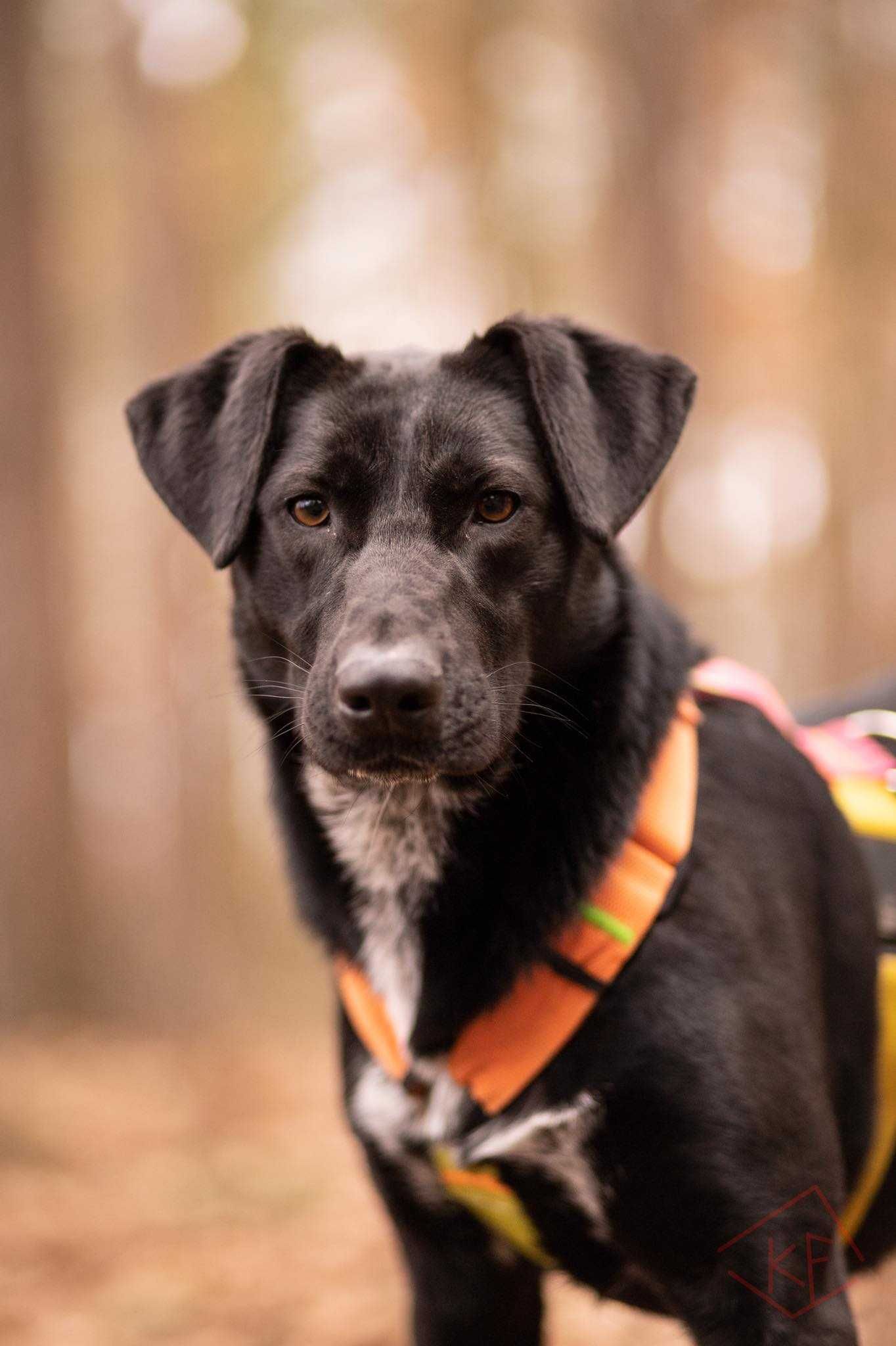 Rita wita i poleca się do adopcji