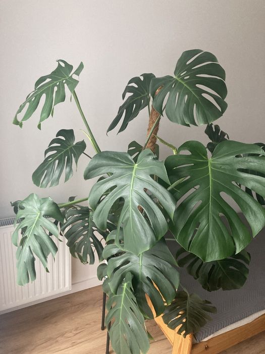 Monstera Deliciosa