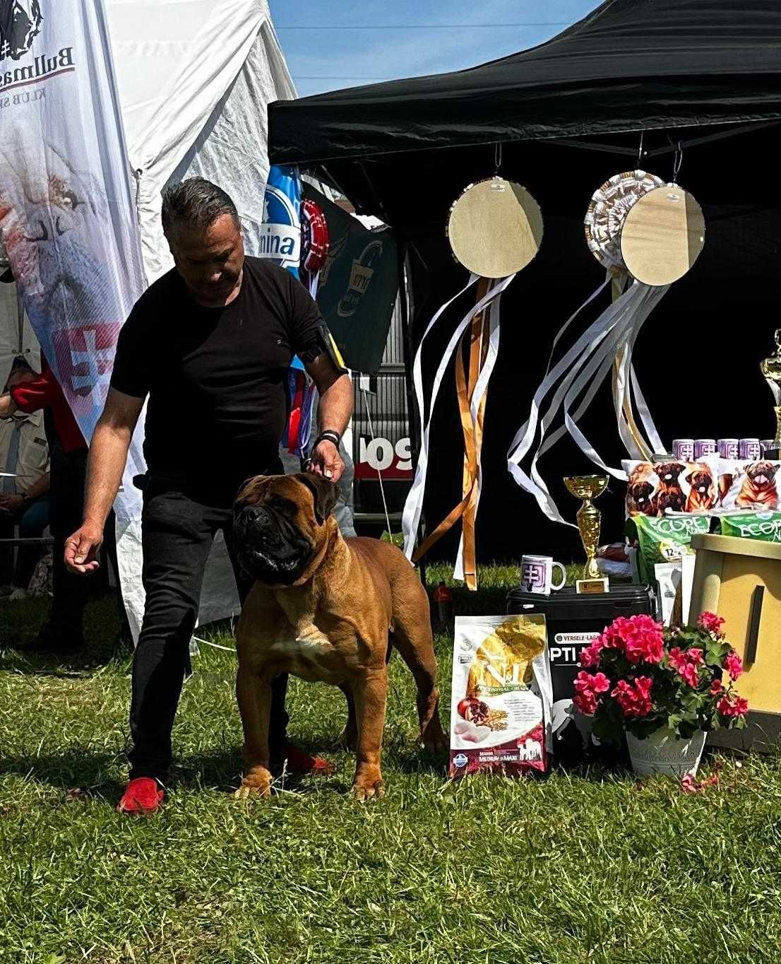 Bullmastiff nie rottweiler corso szczeniak ur. 3.12.24r doskonałe skoj