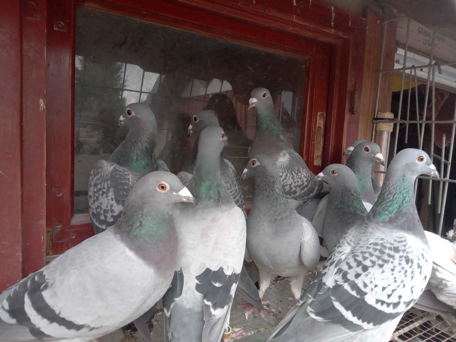 Gołębie rozpłodowe