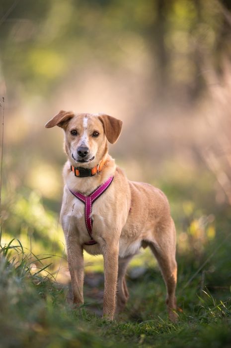 Biało beżowy pies w typie labradora szuka domu