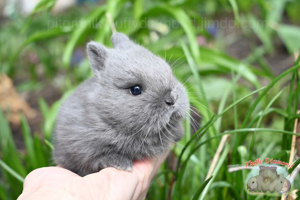 Приголомшливо милий карликовий кролик! Малюк з розплідника