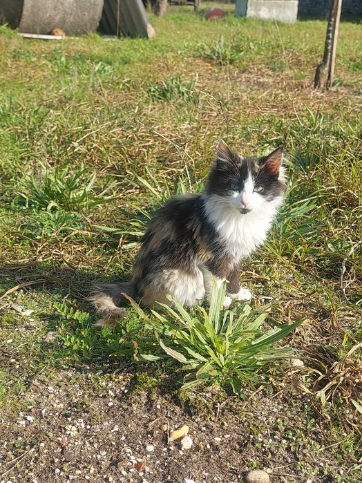 Gatos para adoção responsável