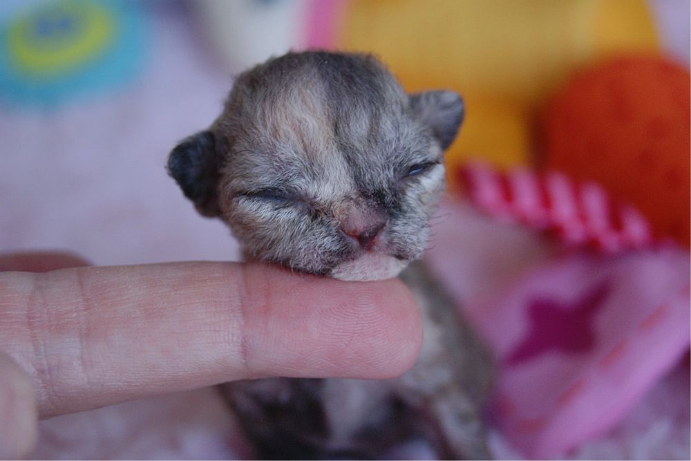 Harmony Calvados*PL  Kochana dziewczynka Devon Rex - zapytaj o filmiki