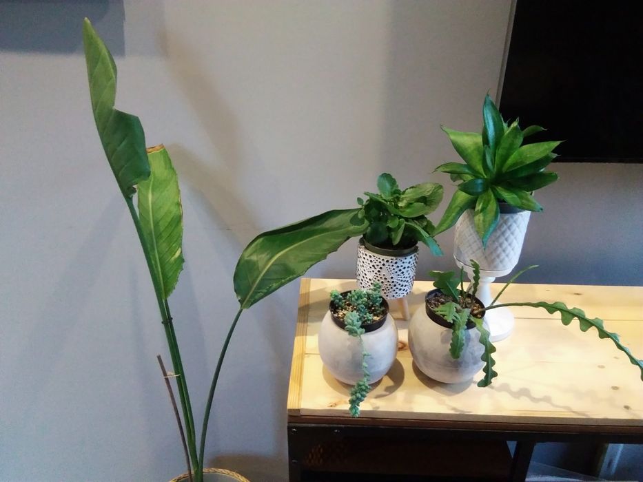 Kwiaty  doniczkowe strelicja sukulenty