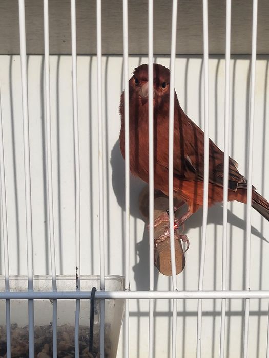 Kanarek Agat czerwony