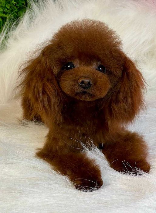 Вязка той пудель