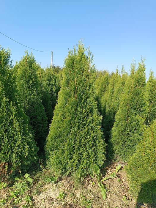 PROMOCJA Mega gruba tuja Szmaragd 170-180 cm thuja smaragd