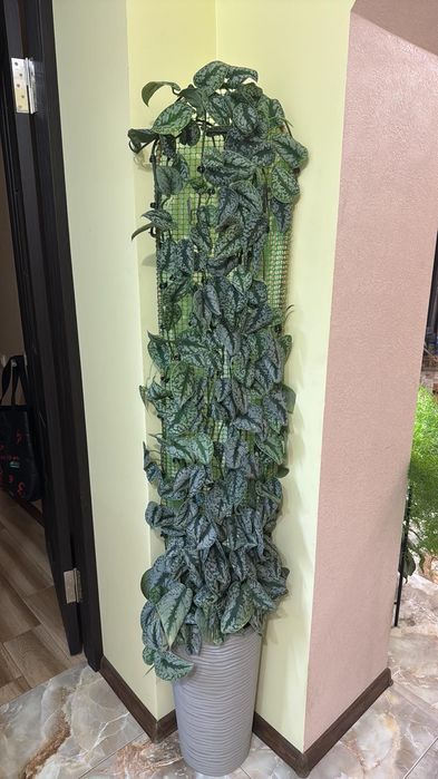 Сциндапсус Требі / епіпремнум розписний