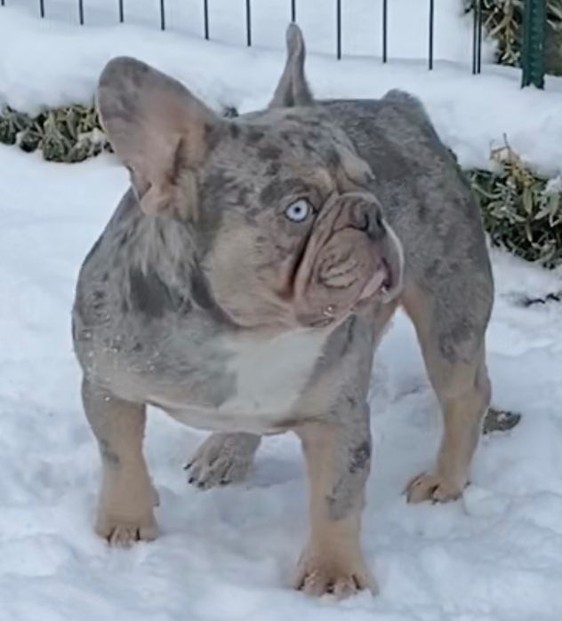 Шикарно складений француз, короткий, низький на лапах шукає наречену