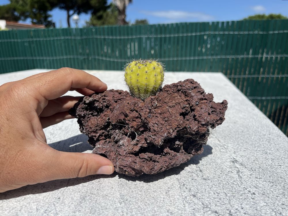 Rocha vulcanica com cacto