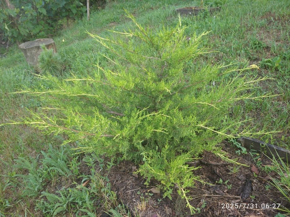 Ялівці горизонтальні, середні : Blue carpet, Dream joy , Pfitzeriana a