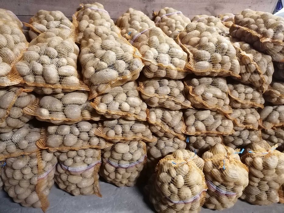 Sprzedam ziemniaki Vineta