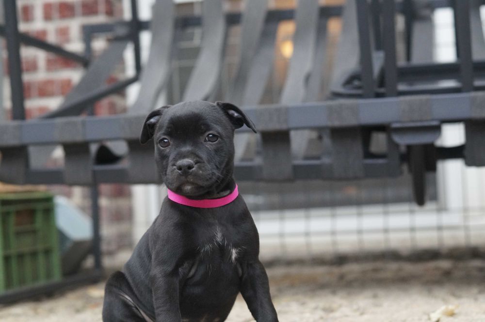 Staffordshire bull terrier ZKwP/ FCI