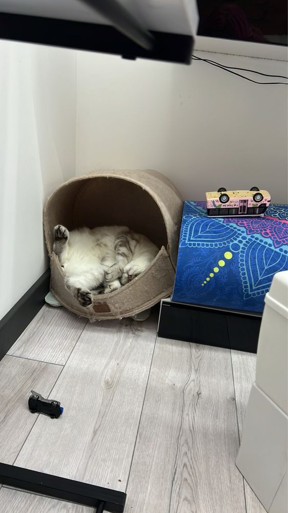 Шотландський фолд котик запрошує на вʼязку