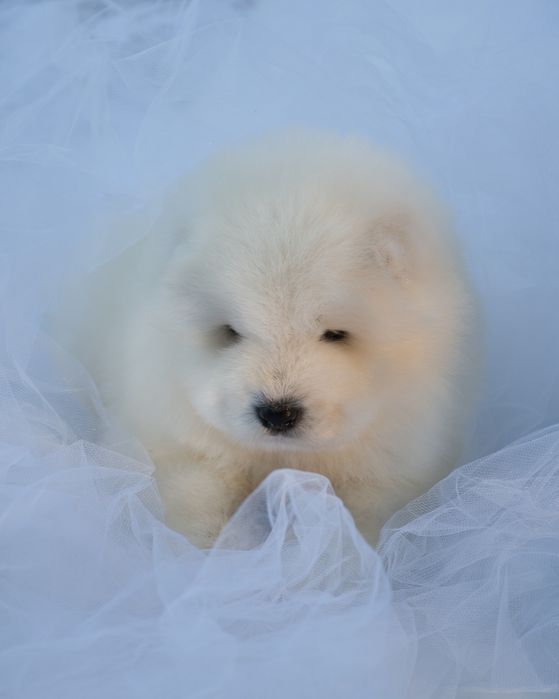 Samoyed szczeniak