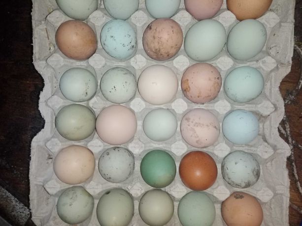 Инкубационное яйцо породных домашних кур микс