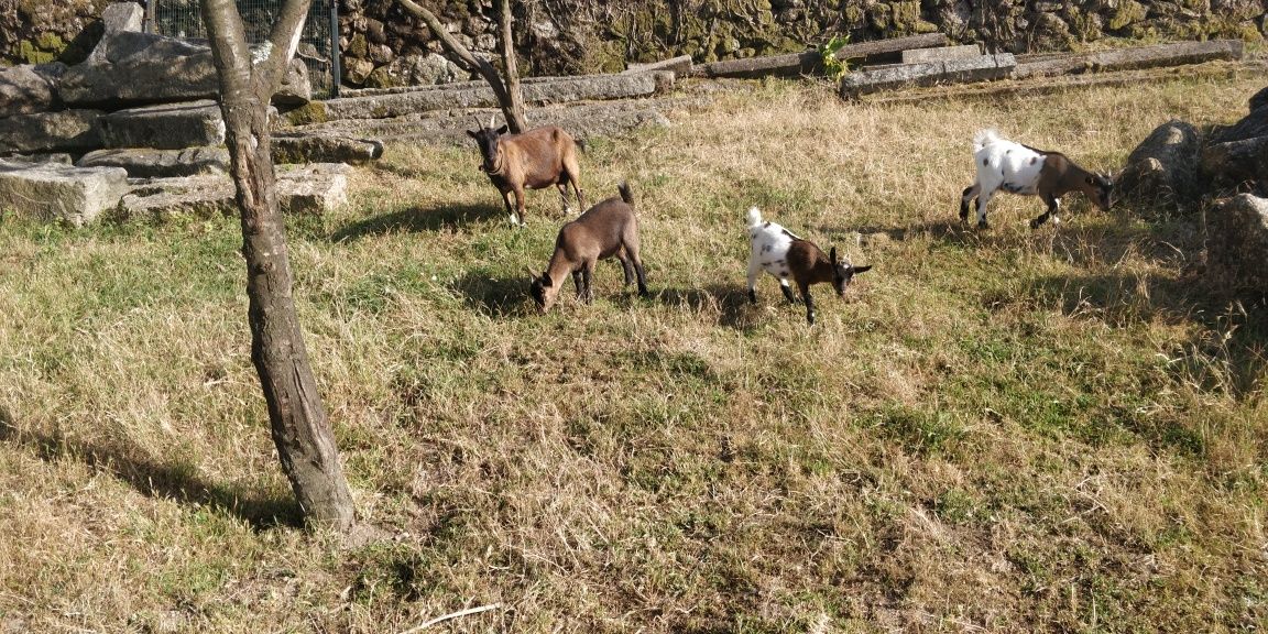 3 Cabras Anãs para venda