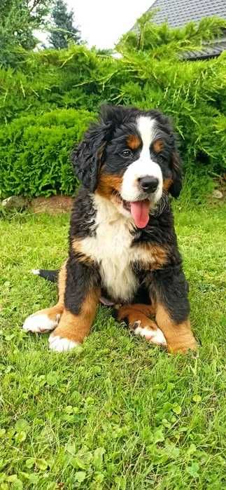 Bouvier Bernois disponível