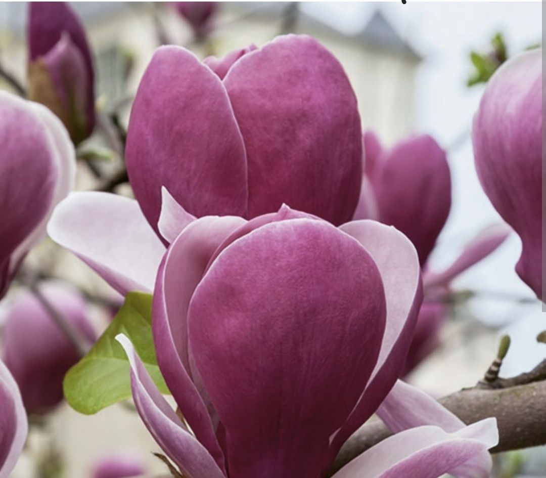 Magnolia 140-160 cm Rustica Rubra Alexandrina Amabilis