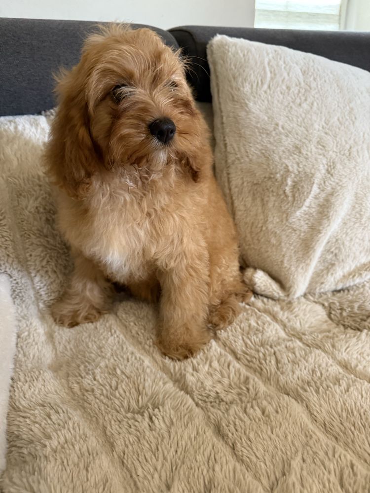 Cavapoo śliczna sunia