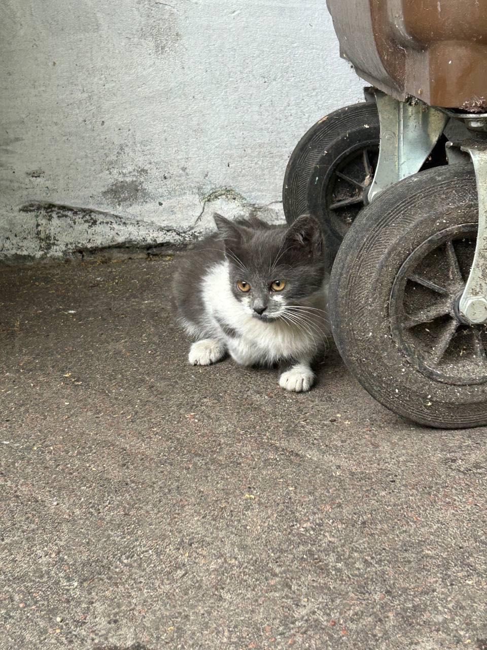 Кошенята в хорошу родину!!!