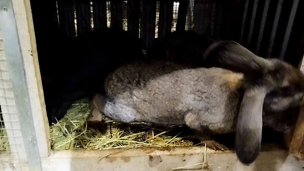 Króliki hodowlane króle i królice półroczne