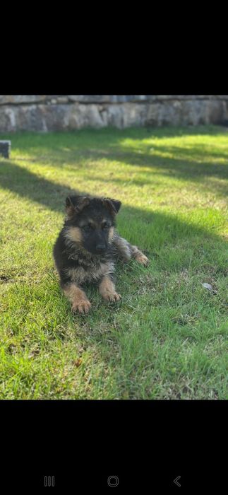 Pastor alemão pêlo curto