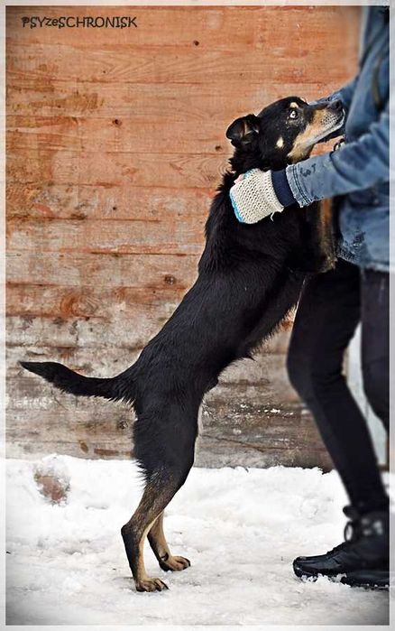 Gluś – swojego opiekuna pokocha całym psim sercem