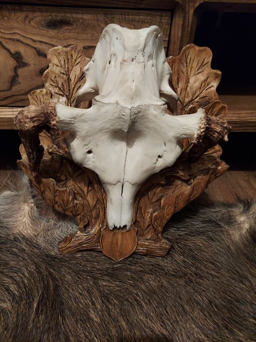 Poroze łosia Myłkus