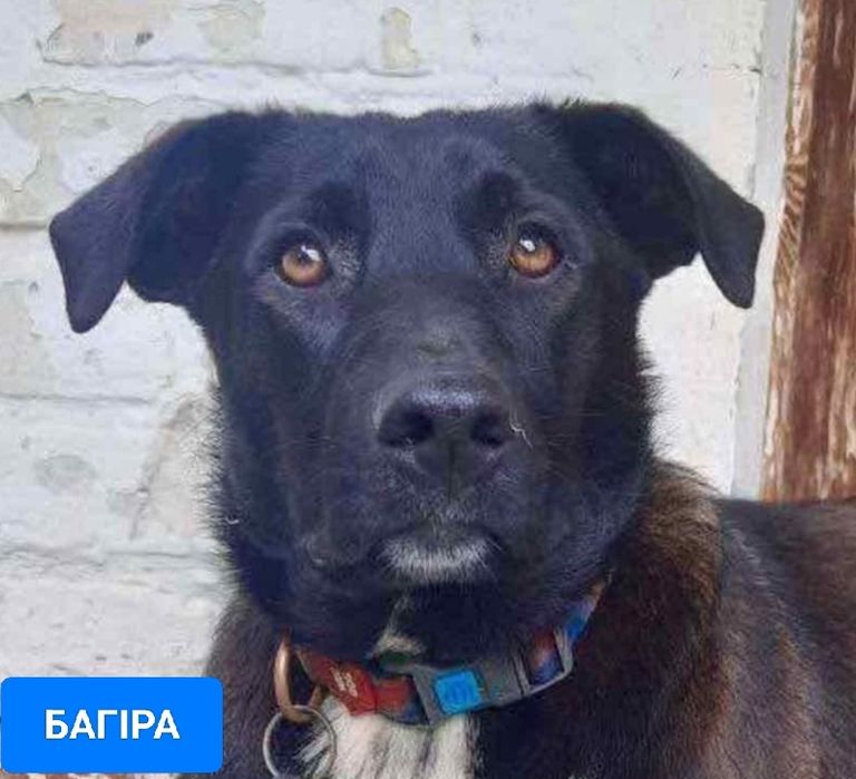 БАГІРА  в пошуках сім'ї