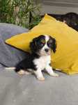 King Charles Cavalier tricolor (macho)