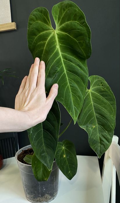 Антуріум Anthurium Queremalense