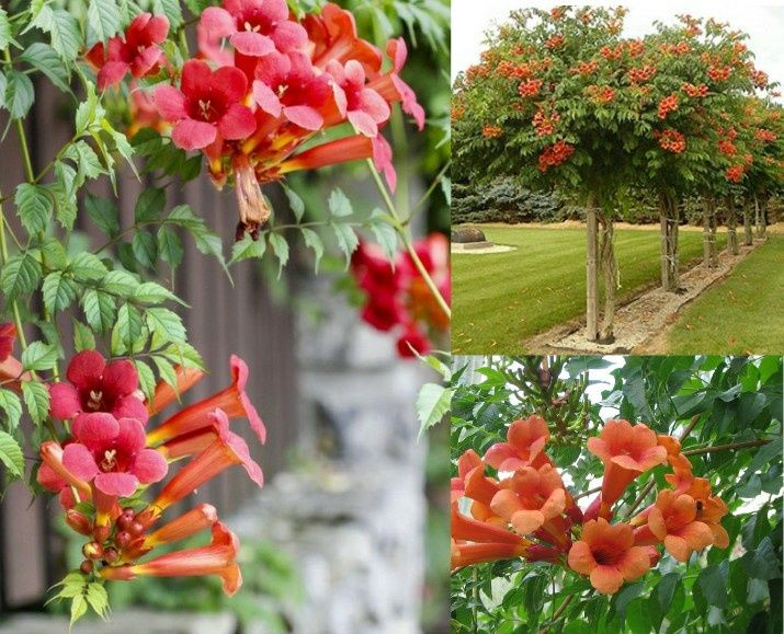 Кампсис деревом або кущем