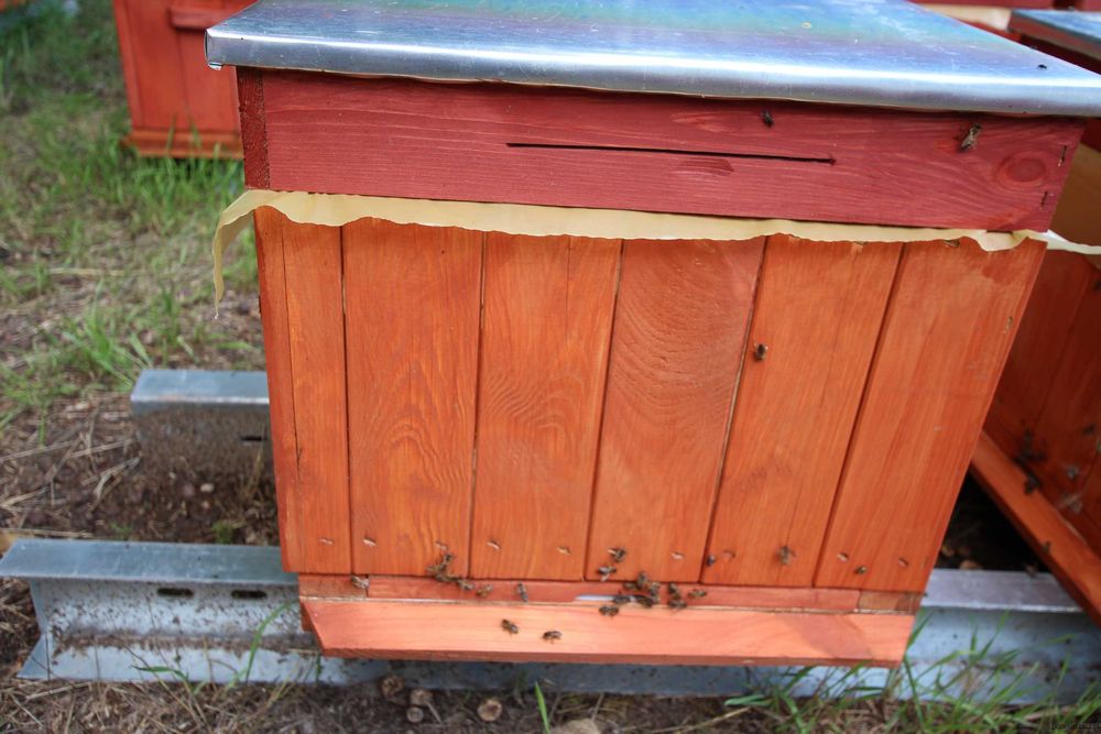 PRZEZIMOWANE ule wielkopolski miód pasieka rodziny odkłady pszczoły ul