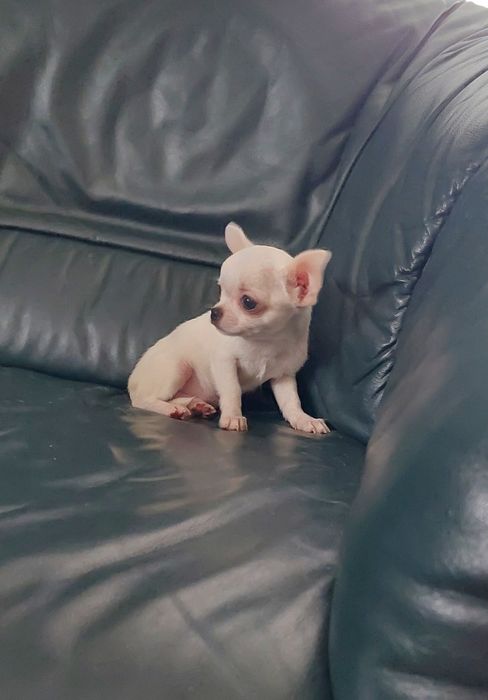 Biały maleńki piesek chihuahua