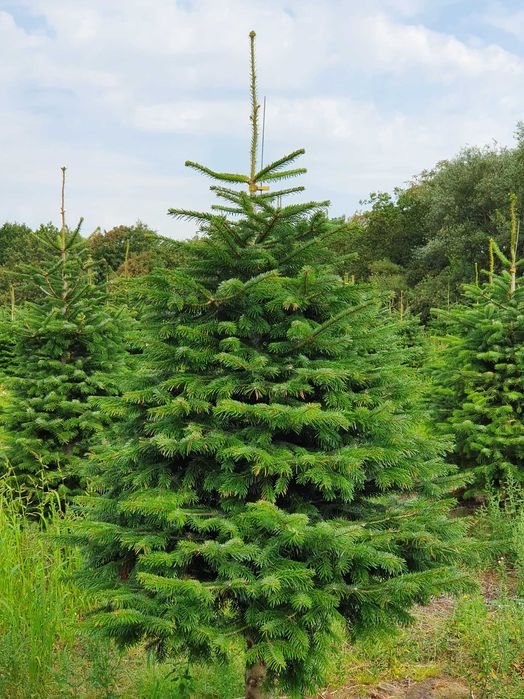 Jodła Kaukaska z plantacji cięta lub w donicy - tuchoinki.pl PLANTACJE