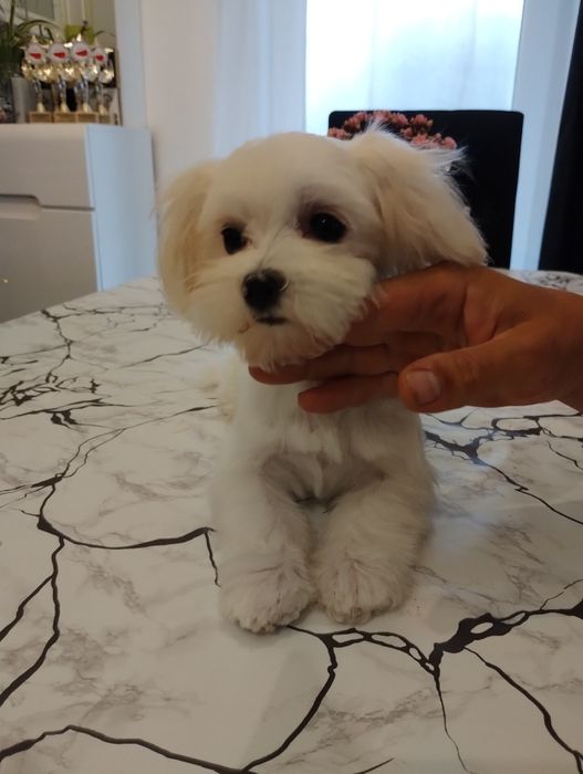 Maltańczyk piesek xs filigranowy