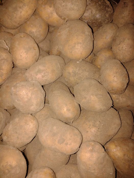 Ziemniaki do jedzenia  soraya oraz sadzeniaki