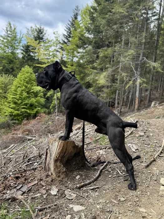 Cane Corso czarny samiec Merlin ZKwP/FCI