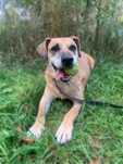 Noe w typie labradora do pilnej adopcji!