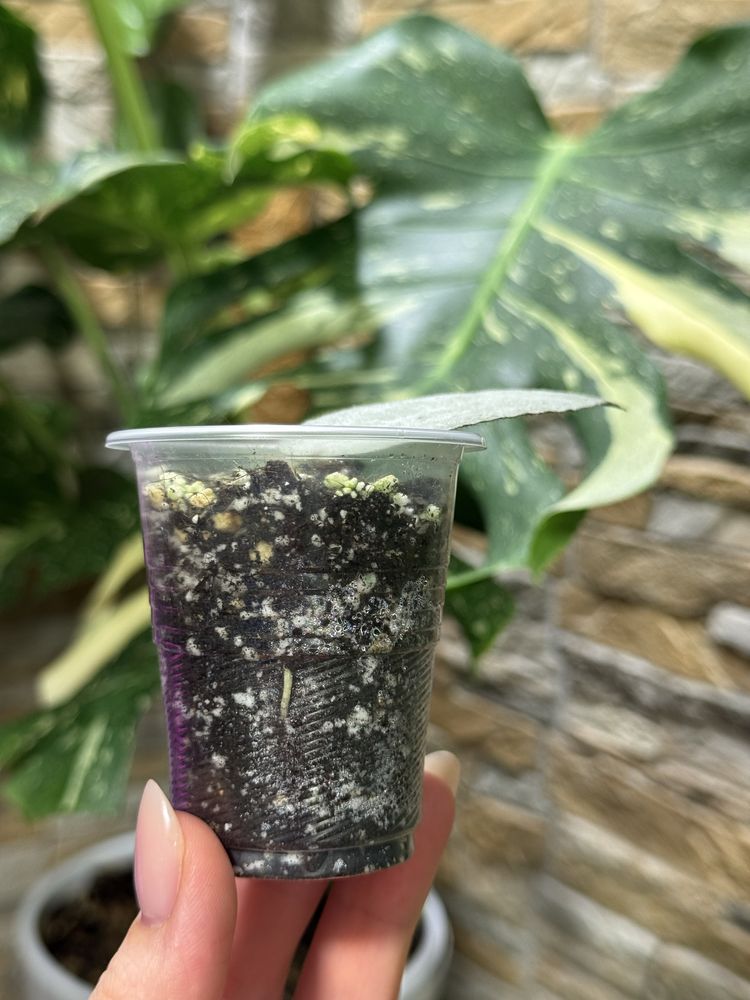 Хойя Hoya Caudata Argene.