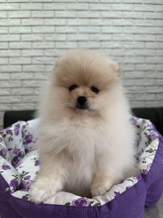 Кремовый шикардосик. Девочка померанского шпица.